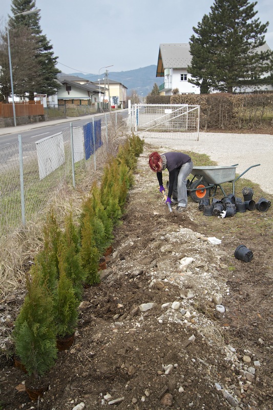 2013 - my wife Afra helped my planting a Thuja hedge